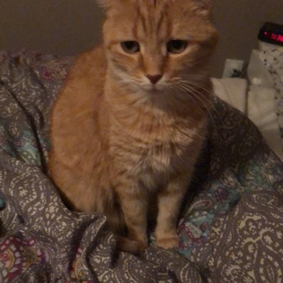 GUC ice cream sundae cat Halloween costume - Picture 5 of 5